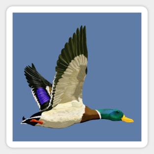 Mallard ducks Magnet